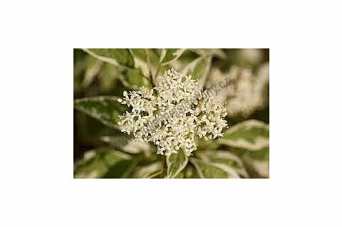 Svída bílý Elegantissima (Nejelegantnější) 30/50 cm, v květináči Cornus alba Elegantissima
